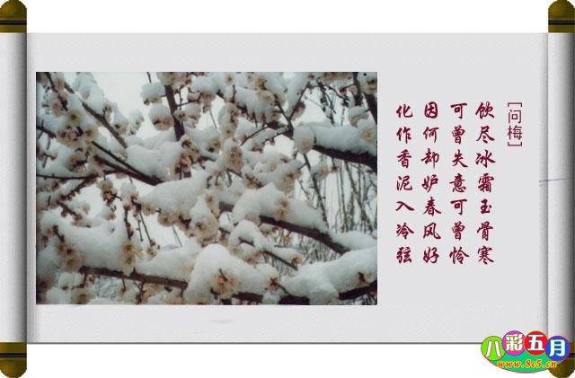 八彩五月