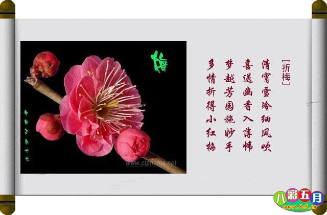 八彩五月
