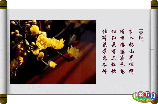 八彩五月